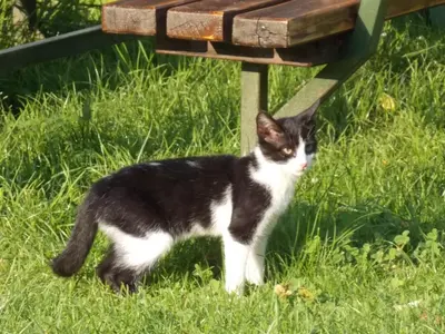 a black and white cat standing in the grass next to a bench at Turistična kmetija Pri Andreju in Bohinj