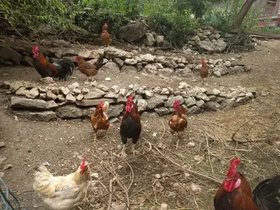 a group of chickens standing in the dirt at Turistična kmetija Pri Andreju in Bohinj