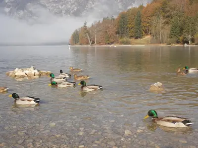 a group of ducks swimming in a lake at Turistična kmetija Pri Andreju in Bohinj