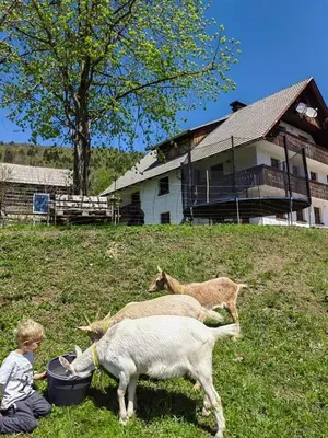 a child sitting in a field with three goats at Turistična kmetija Pri Andreju in Bohinj