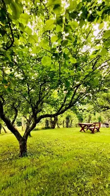 a picnic bench in a park with a tree at Soča Home Bovec in Bovec
