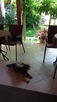 a dog sitting on the floor next to two chairs at Bed and Breakfast Kreft in Ljutomer