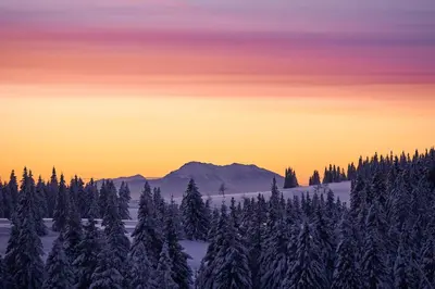 a snow covered forest with a mountain in the background at Bungalows Rogla in Zreče