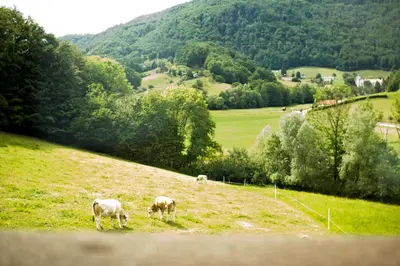 a group of animals grazing on a grassy hill at Tourist farm Mraz in Podčetrtek