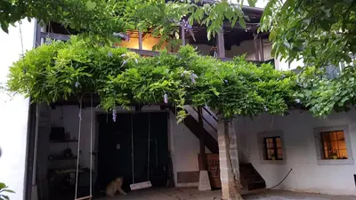 a cat sitting in front of a house with a tree at Apartmaji Hedera in Komen