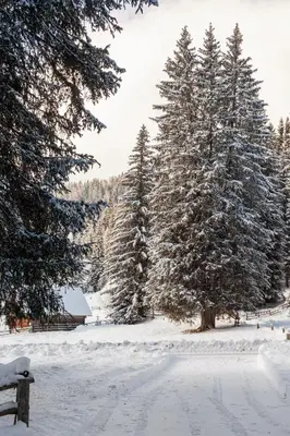 a group of trees covered in snow next to a bench at Chalet Pokljuka in Goreljek
