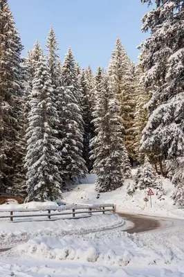 a snow covered forest with trees and a road at Chalet Pokljuka in Goreljek