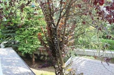 a tree with red berries on it in a yard at Vila Apartment Bled Lake in Bled
