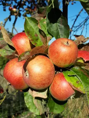 a bunch of apples hanging from a tree at Mala Kmetija in Slovenske Konjice
