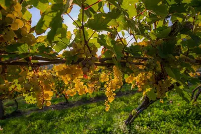 a bunch of yellow grapes hanging from a tree at Turistična Kmetija Pungračič in Zavrč