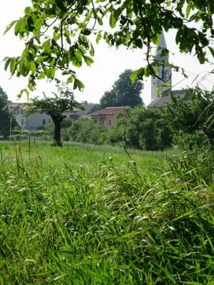 a field of tall green grass with a building in the background at TIN House in Povir