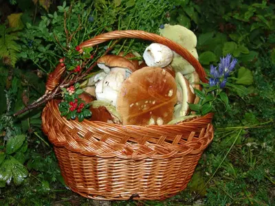 a basket full of mushrooms sitting on the ground at Apartment Zatrnik in Bled