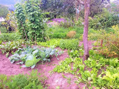 a garden with some plants and flowers in the dirt at Bovec Holiday House in Bovec