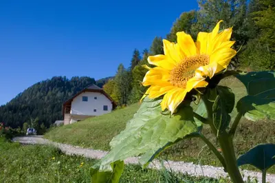 a yellow sunflower in a field with a house in the background at Turistična kmetija Perk in Solčava