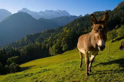 a donkey standing on a hill in a field at Turistična kmetija Perk in Solčava