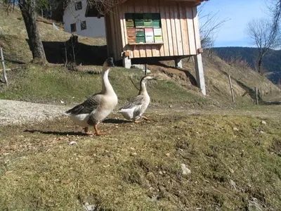 two geese standing in the grass in front of a house at Turistična kmetija Perk in Solčava