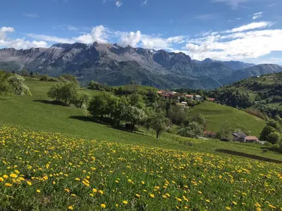 a field of yellow flowers on a hill with a mountain at Jelenov breg pod Matajurem in Kobarid