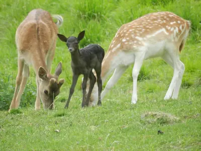 three deer standing in a field of grass at Jelenov breg pod Matajurem in Kobarid