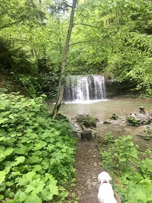 a dog standing in front of a waterfall at B&B Woodhouse in Brezje