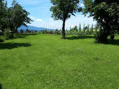 a field of green grass with a tree in it at Tourist Farm Znidarjevi in Kožljek