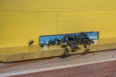 a group of bees sitting on a wall at Apartments Beeland Skok in Mozirje