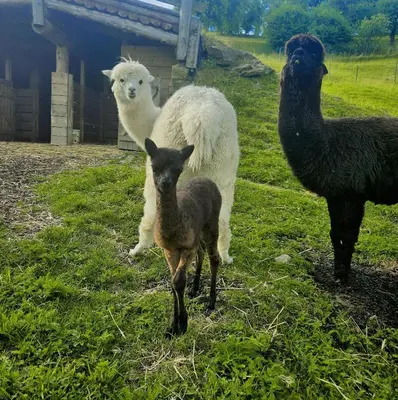 a group of three sheep standing in a field at Adventure Farm in Štore