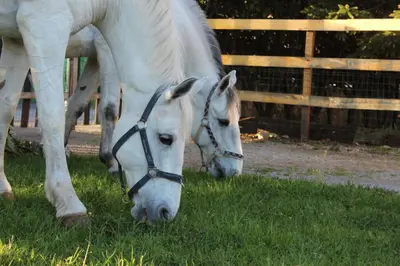 two white horses grazing in the grass near a fence at Country House Lokev in Lokev
