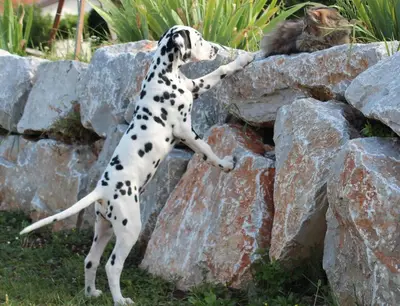 a dalmatian dog playing with a cat on a rock at Country House Lokev in Lokev