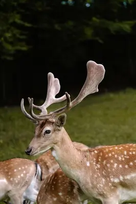 a deer with antlers standing in a field at Guest House Pod Grebenom in Podčetrtek