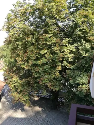 a large tree with lots of leaves on it at Apartment Belaj in Celje
