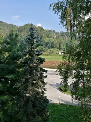 a large pine tree in the middle of a park at Apartment Belaj in Celje