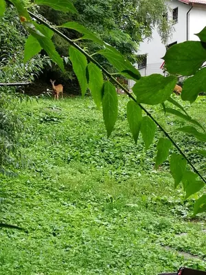 a deer standing in a field of grass at Apartment Belaj in Celje