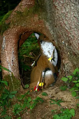 a stuffed animal is standing inside of a tree at Tourist farm Gradišnik in Solčava