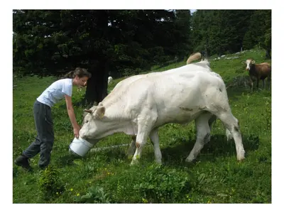 a man feeding a cow in a field at Turistična kmetija Stoglej in Luče