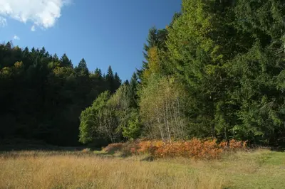 a field with trees on the side of a forest at Fikfak cottage in Bled