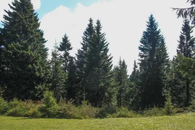 a group of pine trees in a field at Apartments Rogla in Zreče