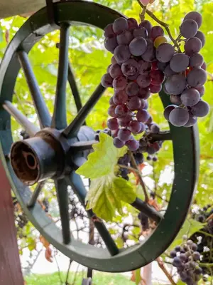 a bunch of grapes hanging from a wheel at Guesthouse Jurcek in Zreče