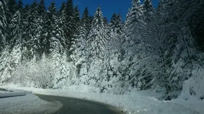 a road covered in snow next to a forest of trees at Rogla Chalet Urska in Resnik