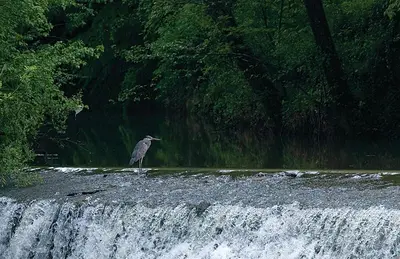 a bird standing on the edge of a waterfall at Apartments Kozjanski park in Podsreda