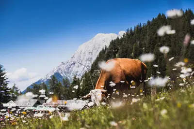a brown cow grazing in a field of flowers at Apartments Zvoh, Krvavec, Ski-in, Ski-out in Cerklje na Gorenjskem