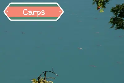 a red sign that reads campfires in the sky at Sovica in Bled