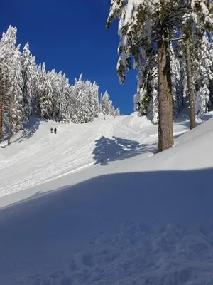 a snow covered slope with trees in the background at Apartmaji Golob-Golte in Mozirje