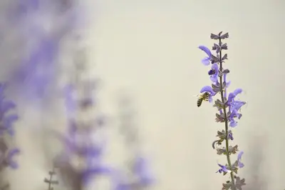 a bee is sitting on a purple flower at Holiday Home Davča in Cerkno
