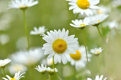a group of white flowers in a field at Holiday Home Davča in Cerkno