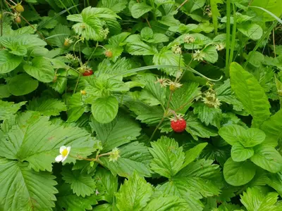 a bunch of green plants with a raspberry on it at Apartment Beks in Postojna