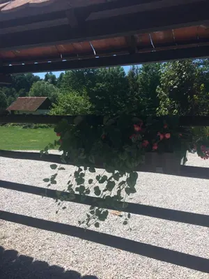 a plant in a flower pot on a fence at Gostišče Smuk in Križe