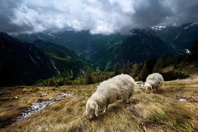 two sheep grazing on a grassy hill with mountains at Apartments and rooms Kravanja in Trenta