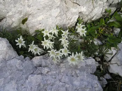 a group of white flowers growing on a rock at Apartments and rooms Kravanja in Trenta