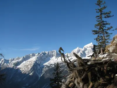 a bird perched on top of a tree stump with a snow covered mountain at Apartments and rooms Kravanja in Trenta