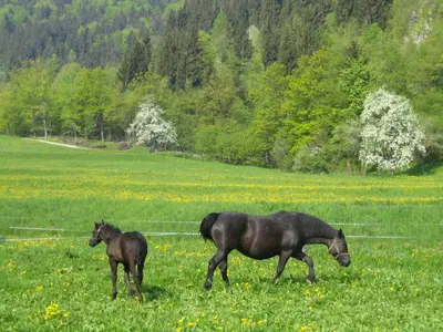 two horses walking in a field of grass at Apartments Green Paradise in Bohinjska Bela